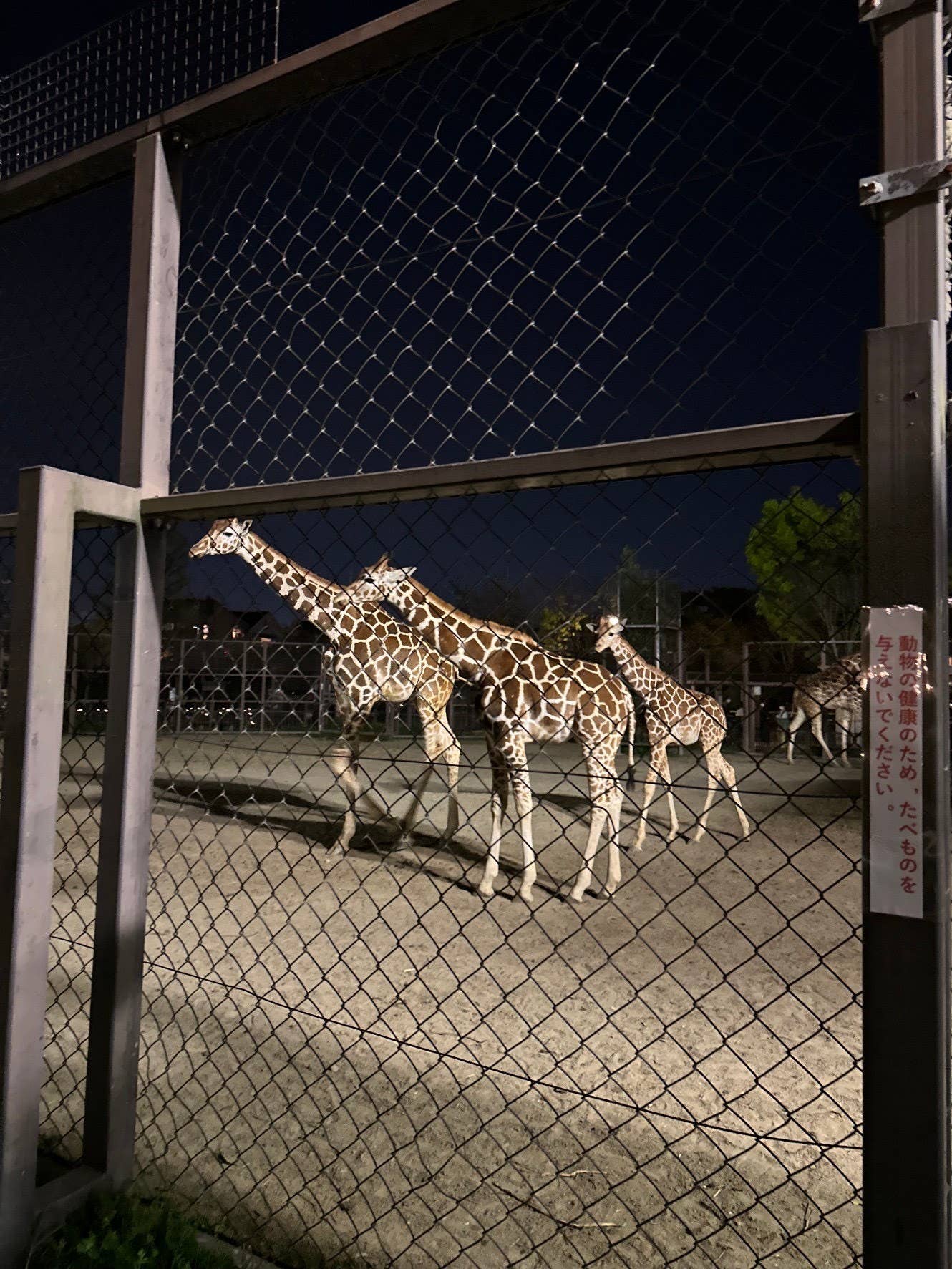 動物園２